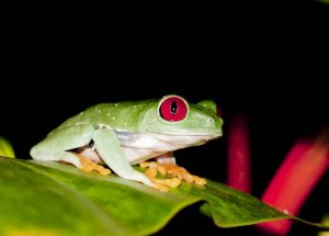 agalychnis callidryas3